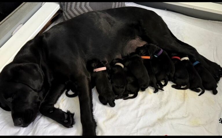 Autism Dog Services Welcomes Record Litter to Expand Support