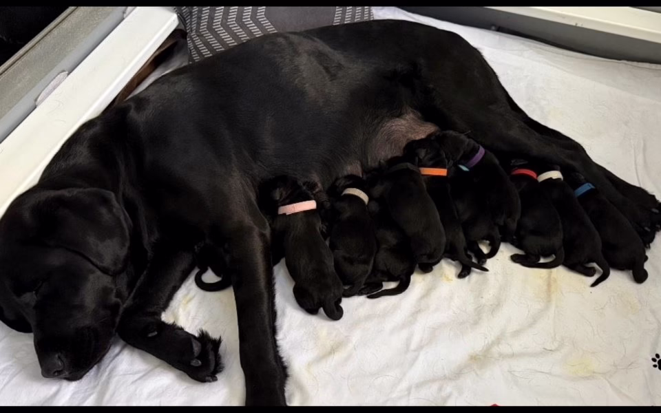 Autism Dog Services Welcomes Record Litter to Expand Support