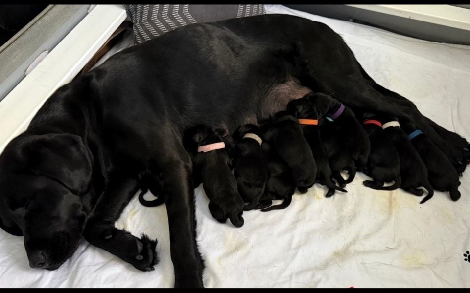 Autism Dog Services Welcomes Record Litter to Expand Support