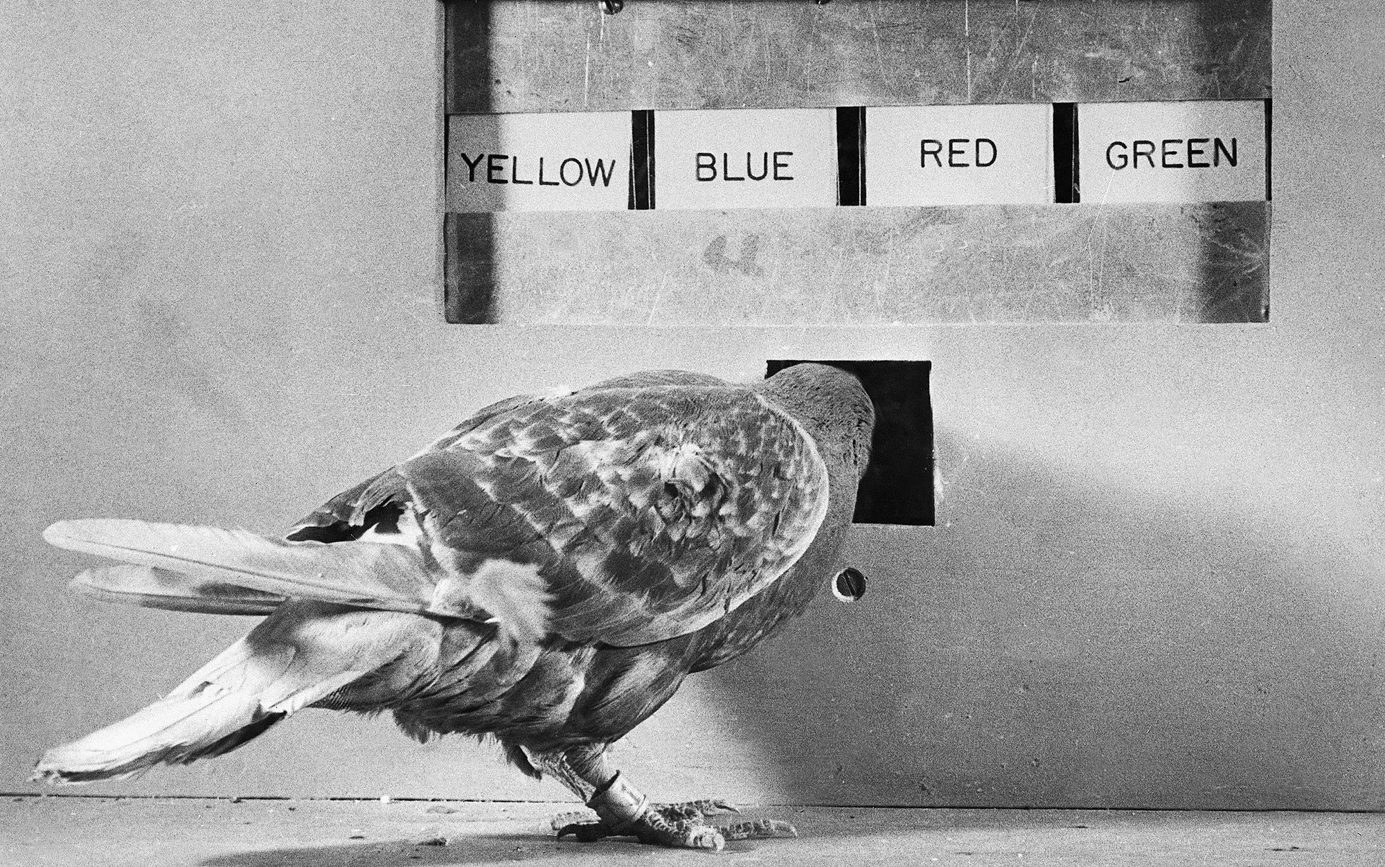 An operant conditioning experiment with a pigeon, circa 1950s.